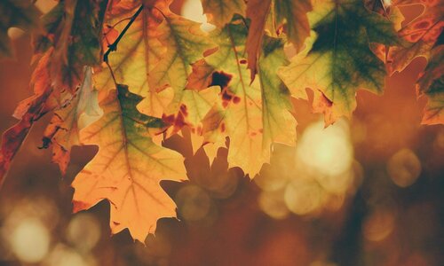 Nieuwsbrief oktober 2020